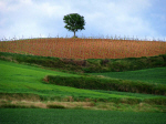 Arbol 357