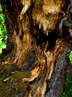 Arbol 479