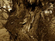 Arbol 0481