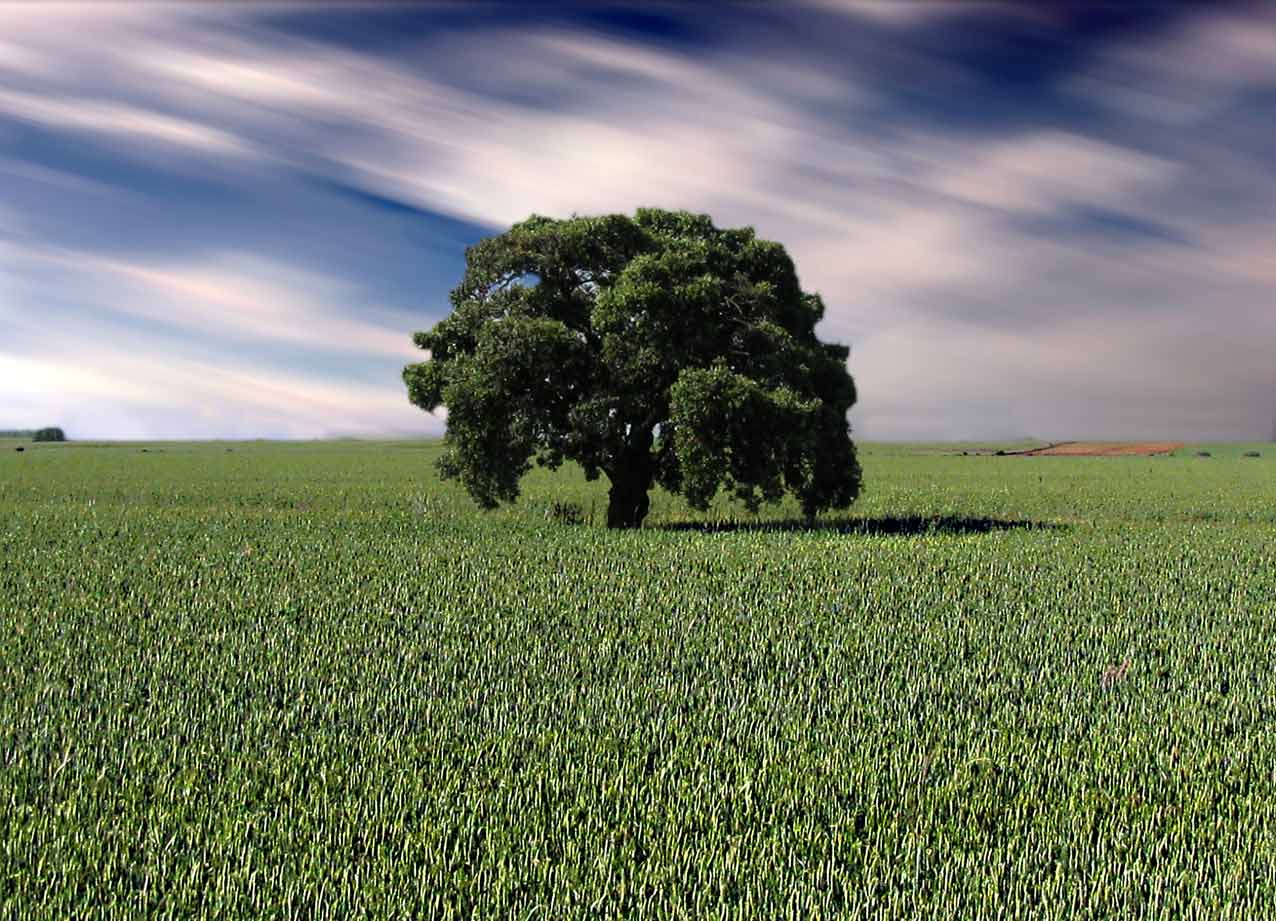 Arbol 1562