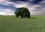 Arbol 1562