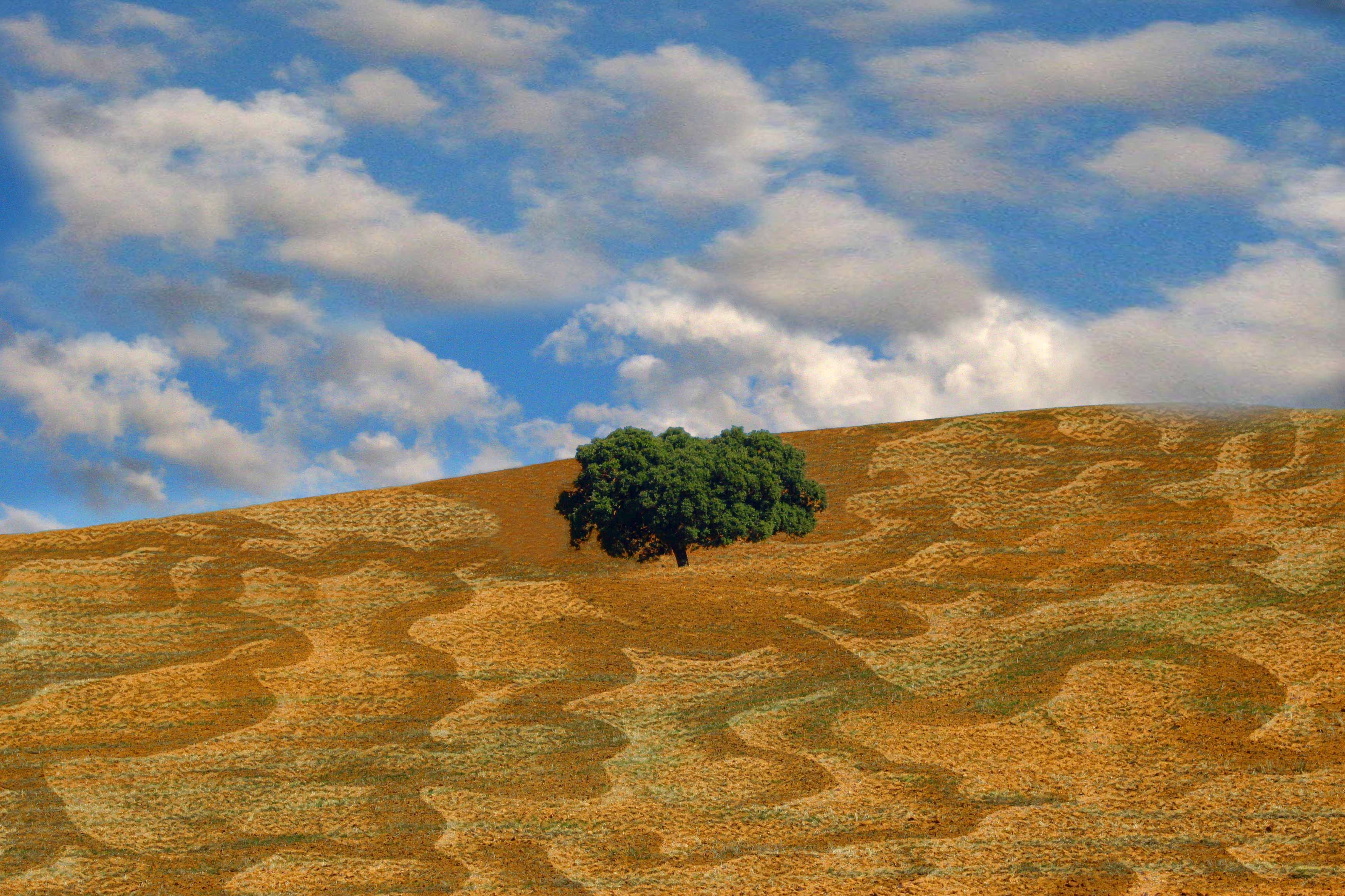 Arbol cielo Siguenza