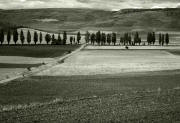 Arbol Siguenza 1049