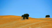 Arbol Siguenza 1402