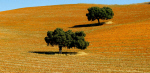 Arbol-Siguenza1429