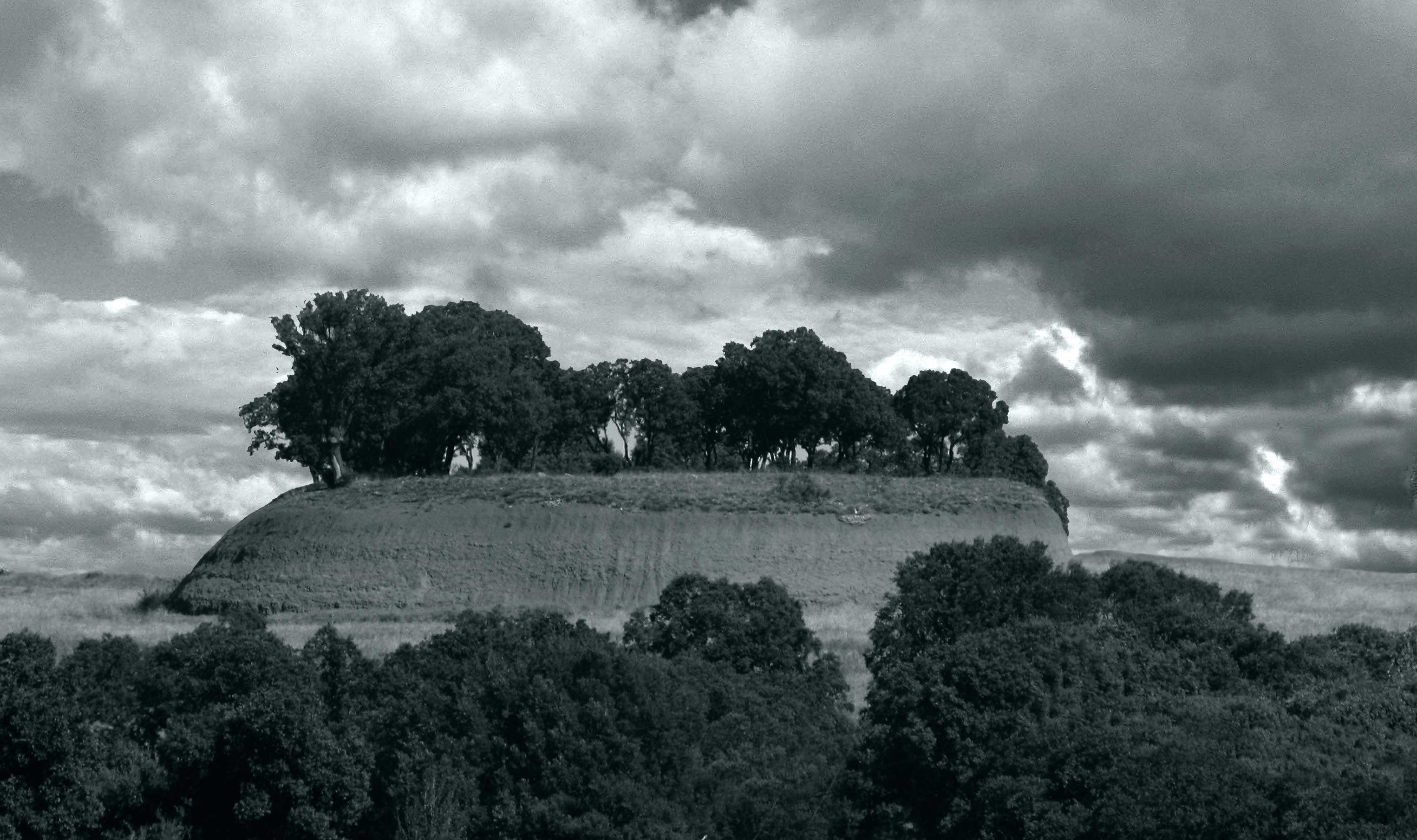 Arbol Siguenza 1439