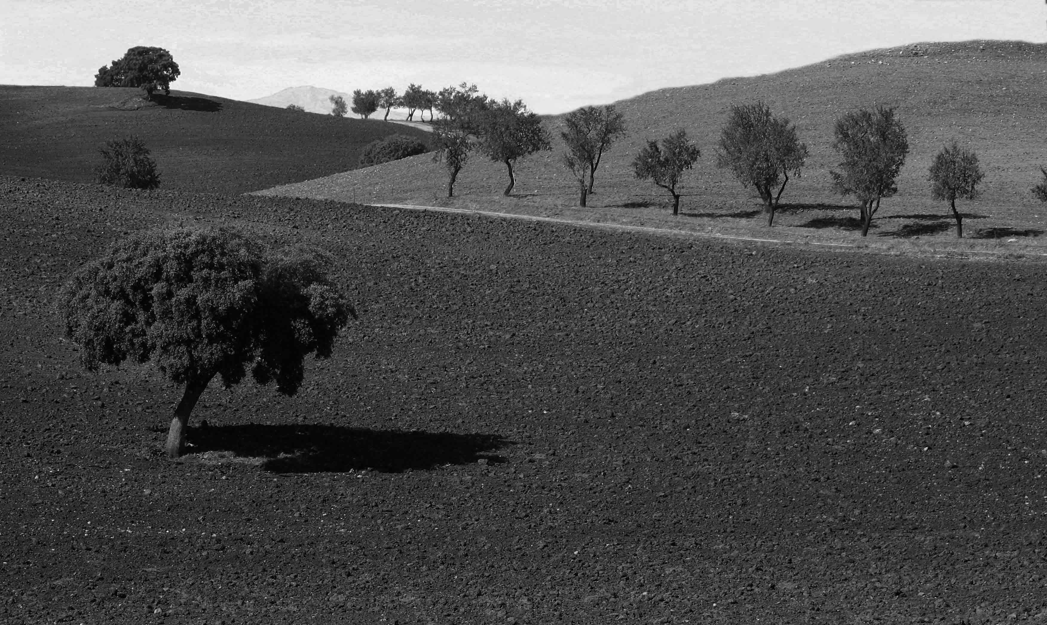 Arbol Siguenza 1447