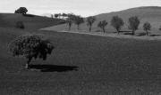 Arbol Siguenza 1447