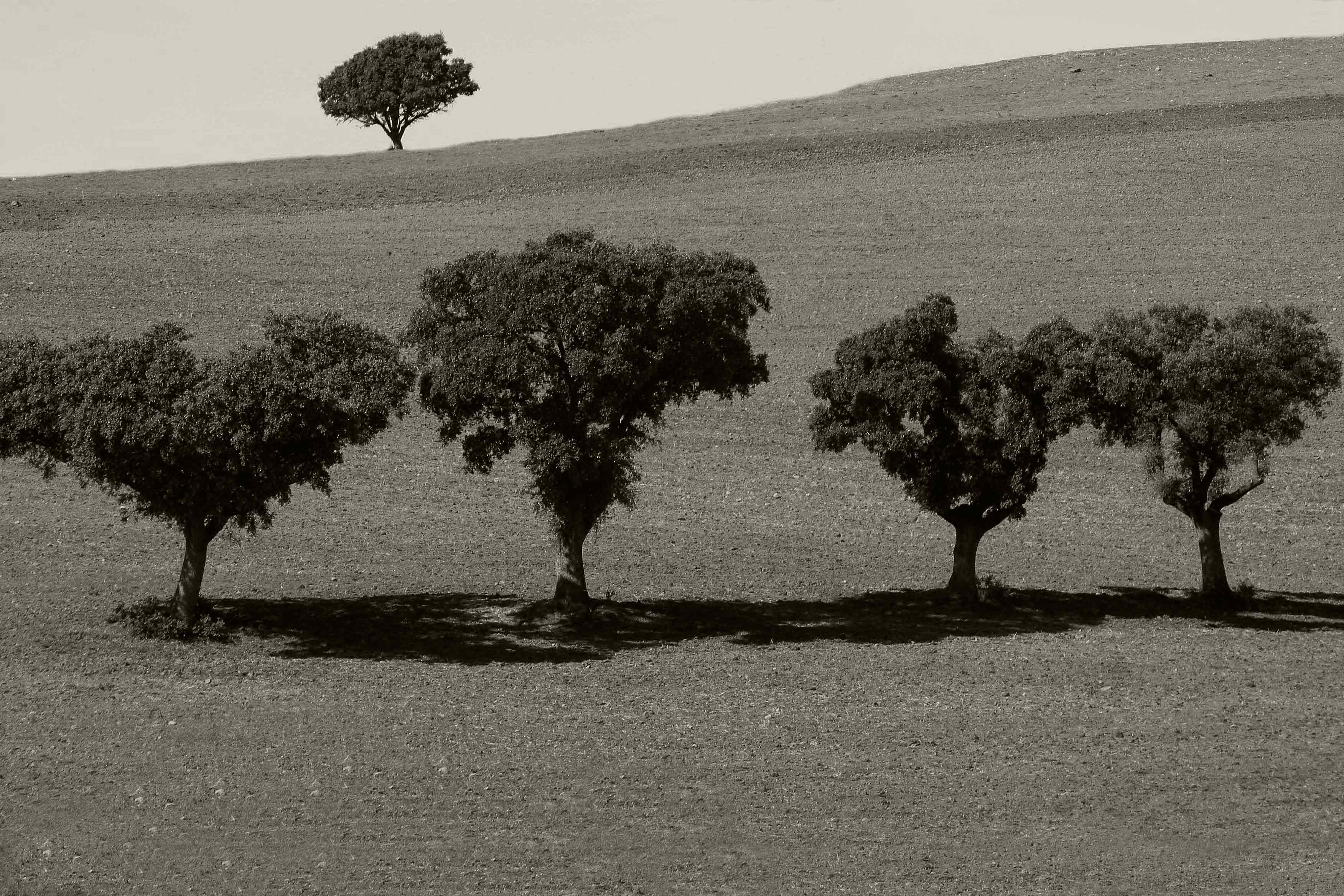 Arbol Siguenza 1454