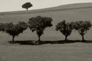 Arbol Siguenza 1454