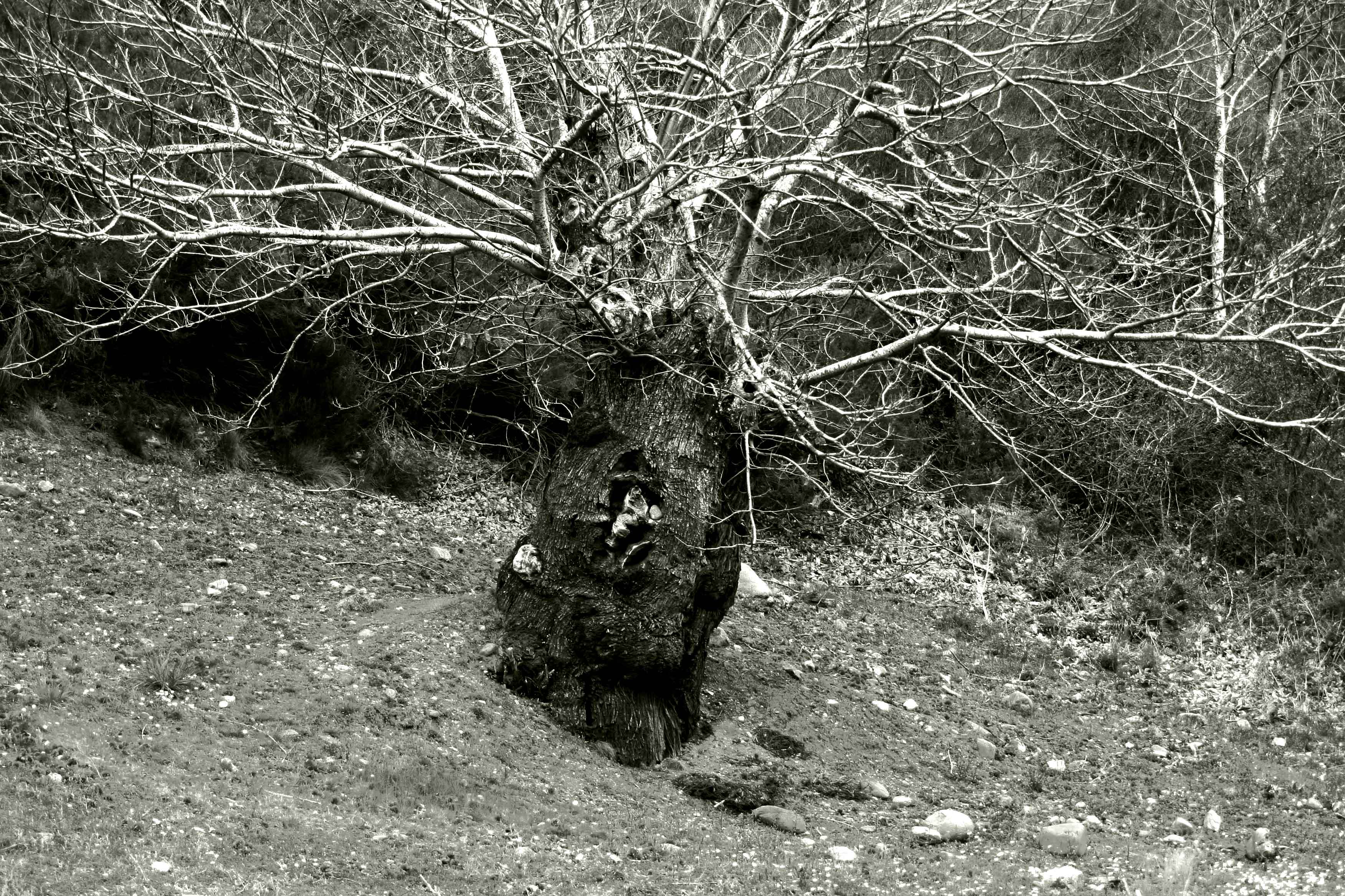 Arbol 541