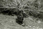 Arbol 541