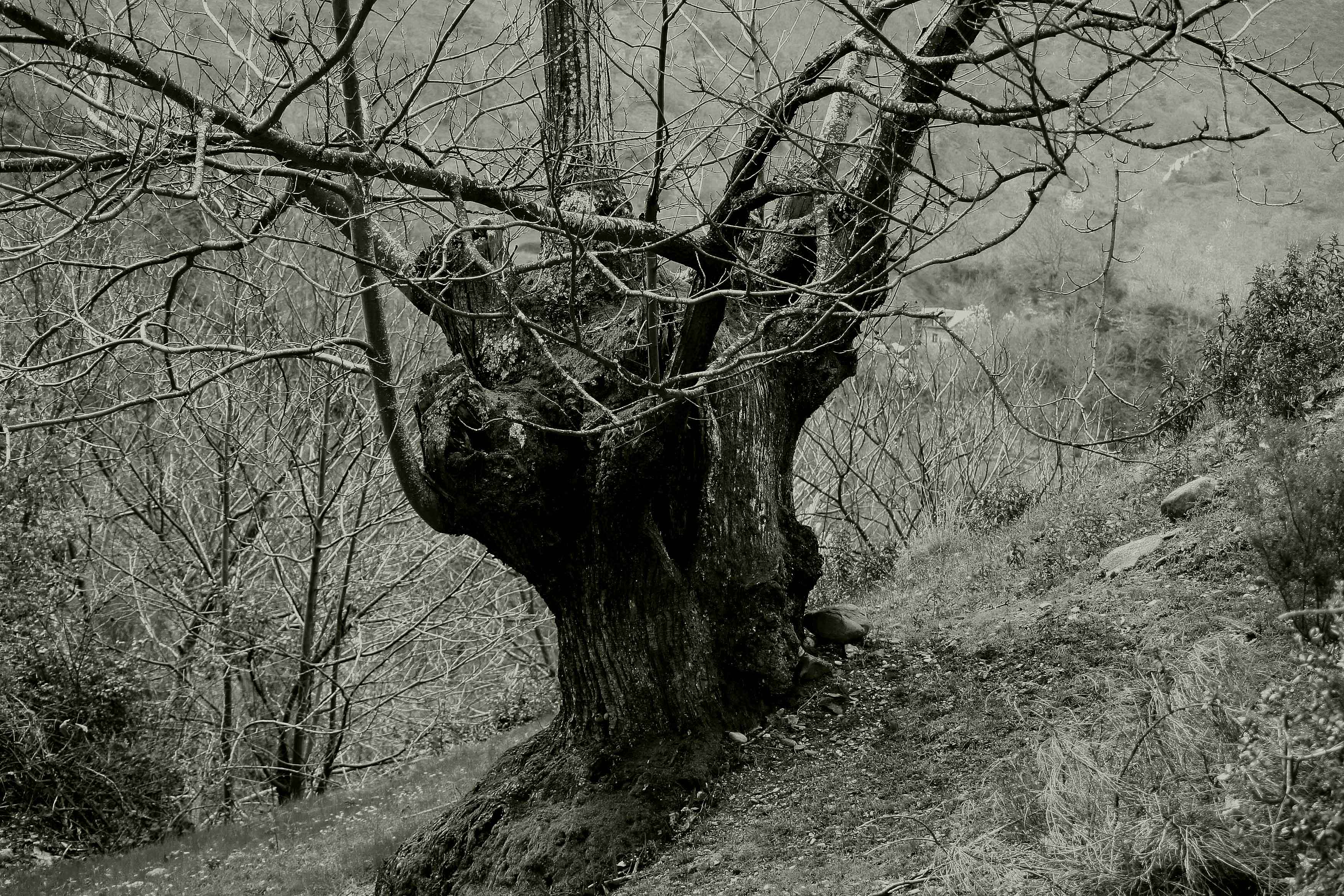 Arbol 553