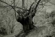 Arbol 553