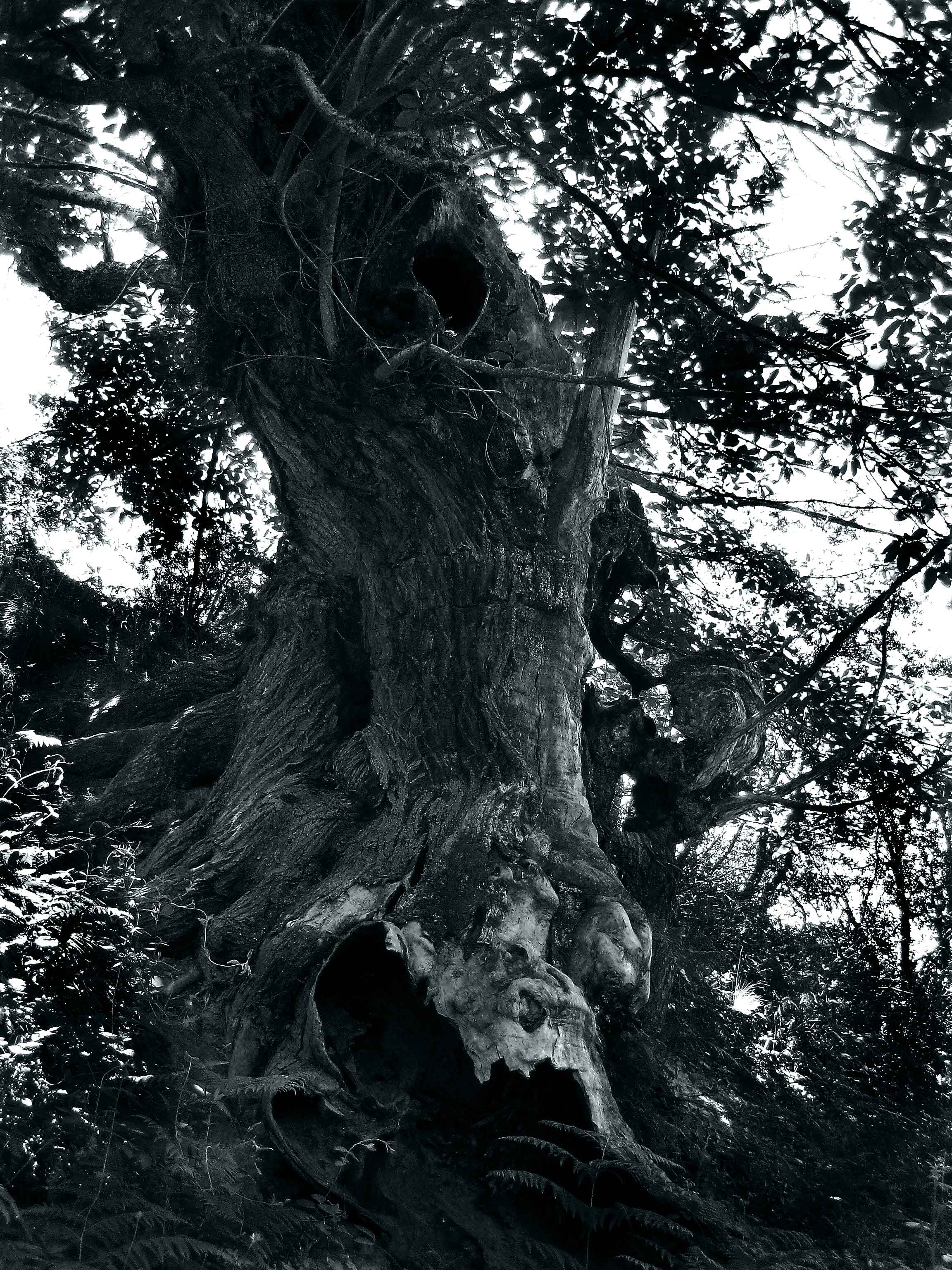 Arbol 554