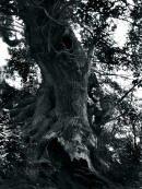 Arbol 0554