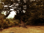 Arbol 1062