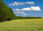 Bosque Camino