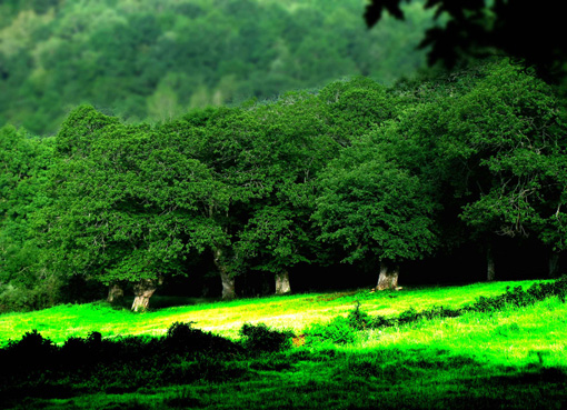 Bosque Sarria