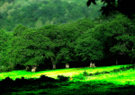 Bosque Sarria
