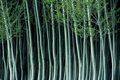 Bosque1