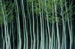 Bosque1