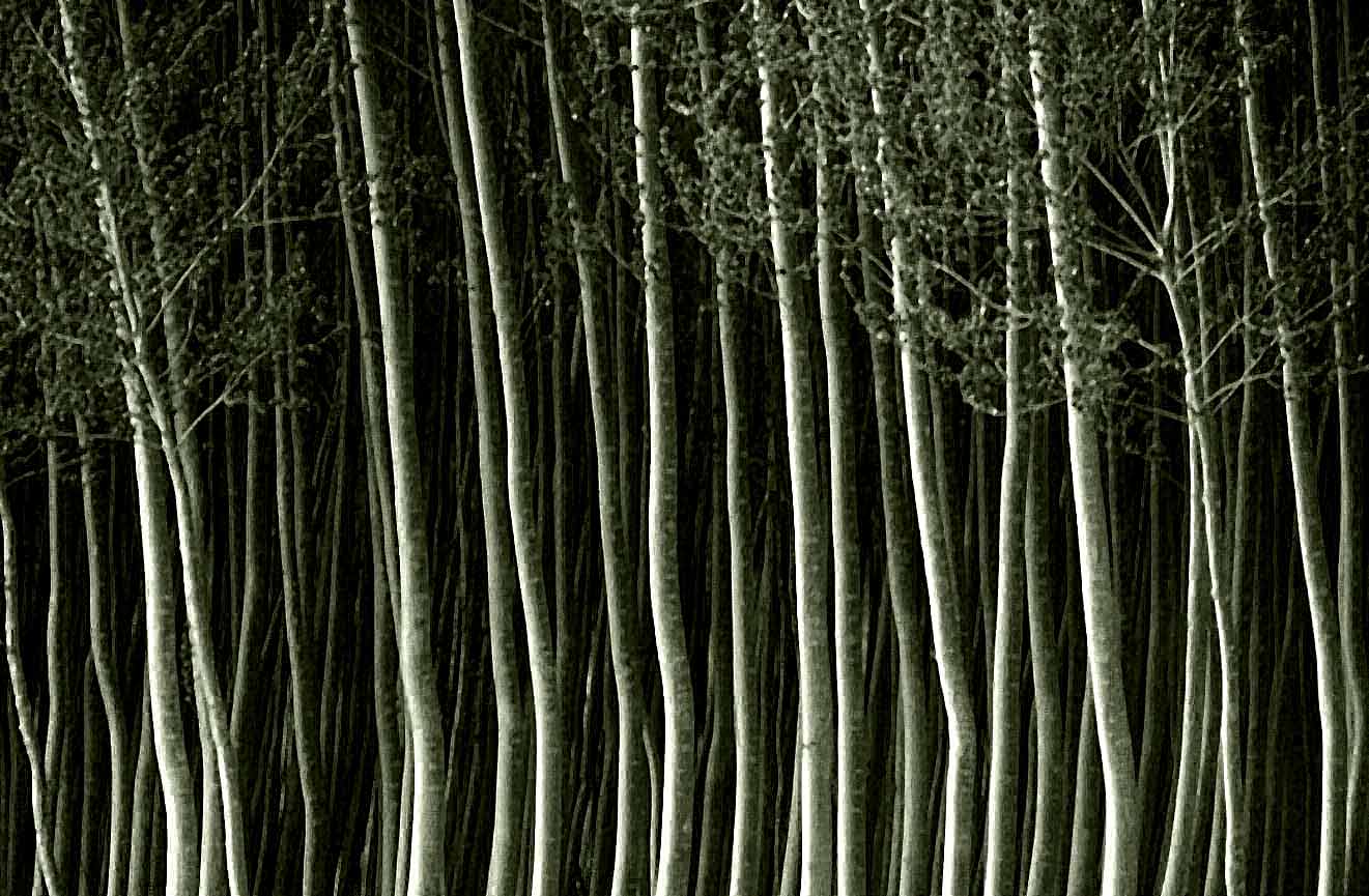 Bosque2