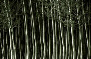 Bosque2