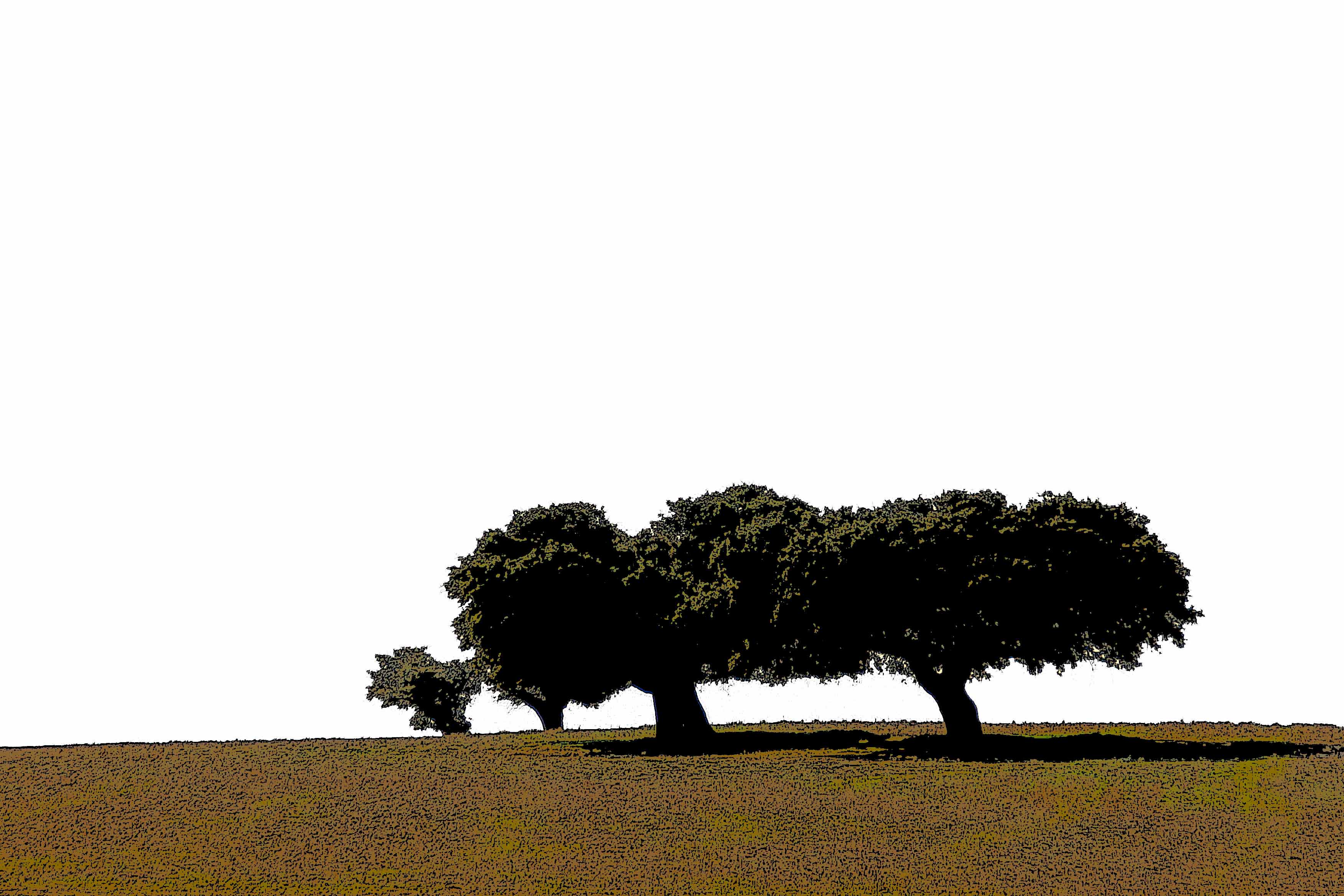 Camino Arboles1