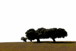 Camino Arboles1