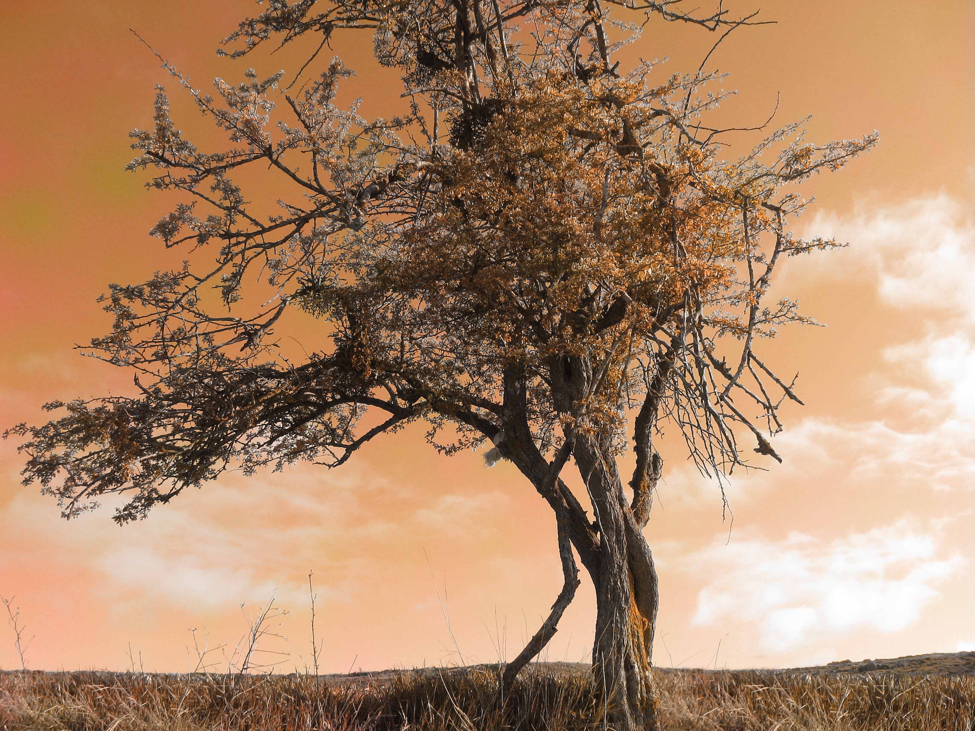 Camino arboles4