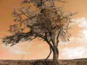 Camino Arbol 4