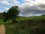 Camino Arbol 0164