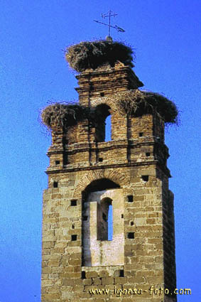 campanario/Bell Tower 002