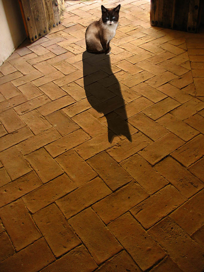 Gato con sombra