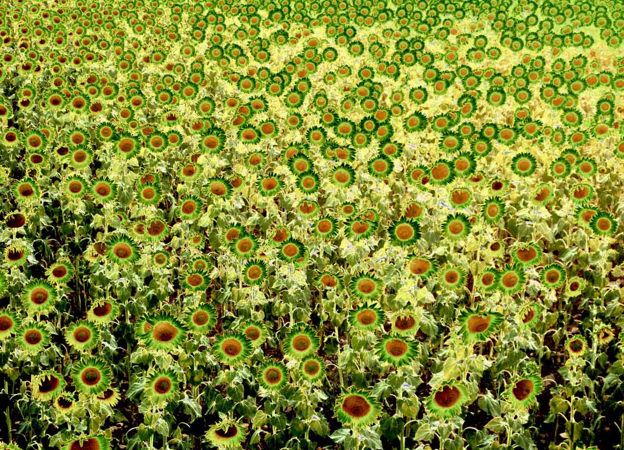 Girasoles