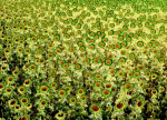 Girasoles