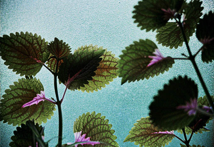 Hojas Contraluz