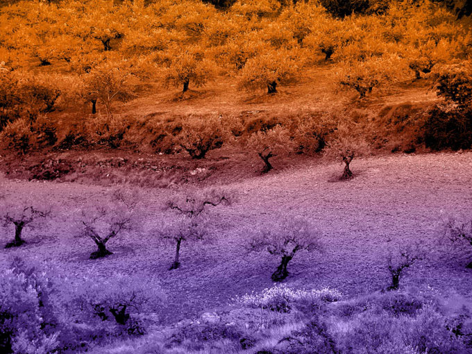 Paisaje 310