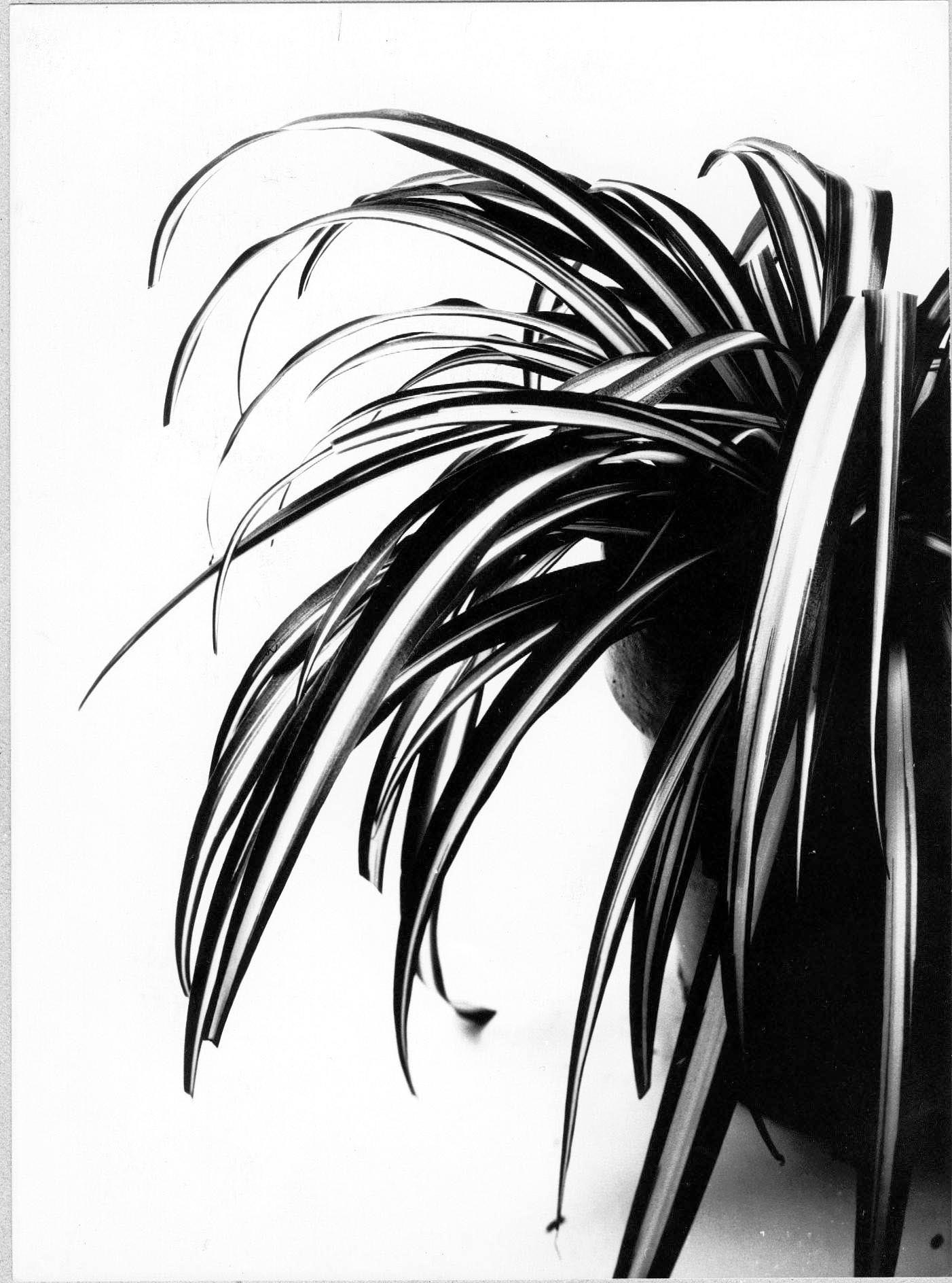 Planta1