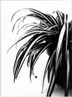Planta1