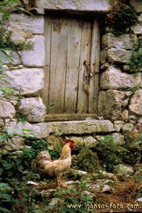 Puerta/Door 181