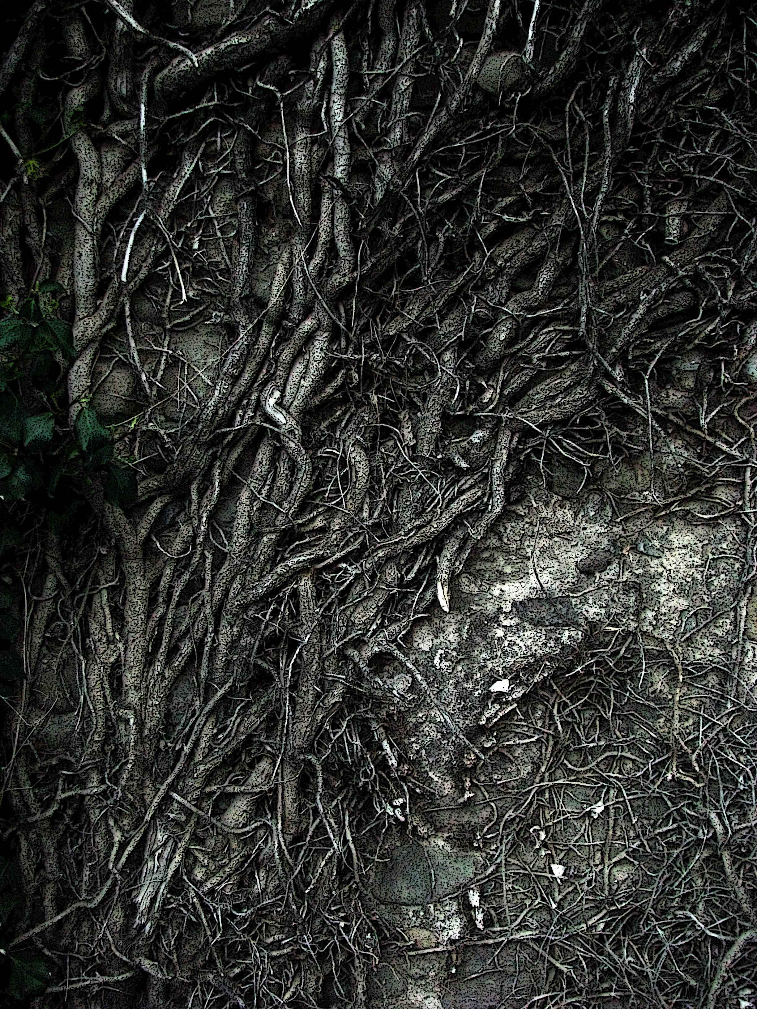 Raices Camino 1