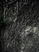 Raices Camino 1