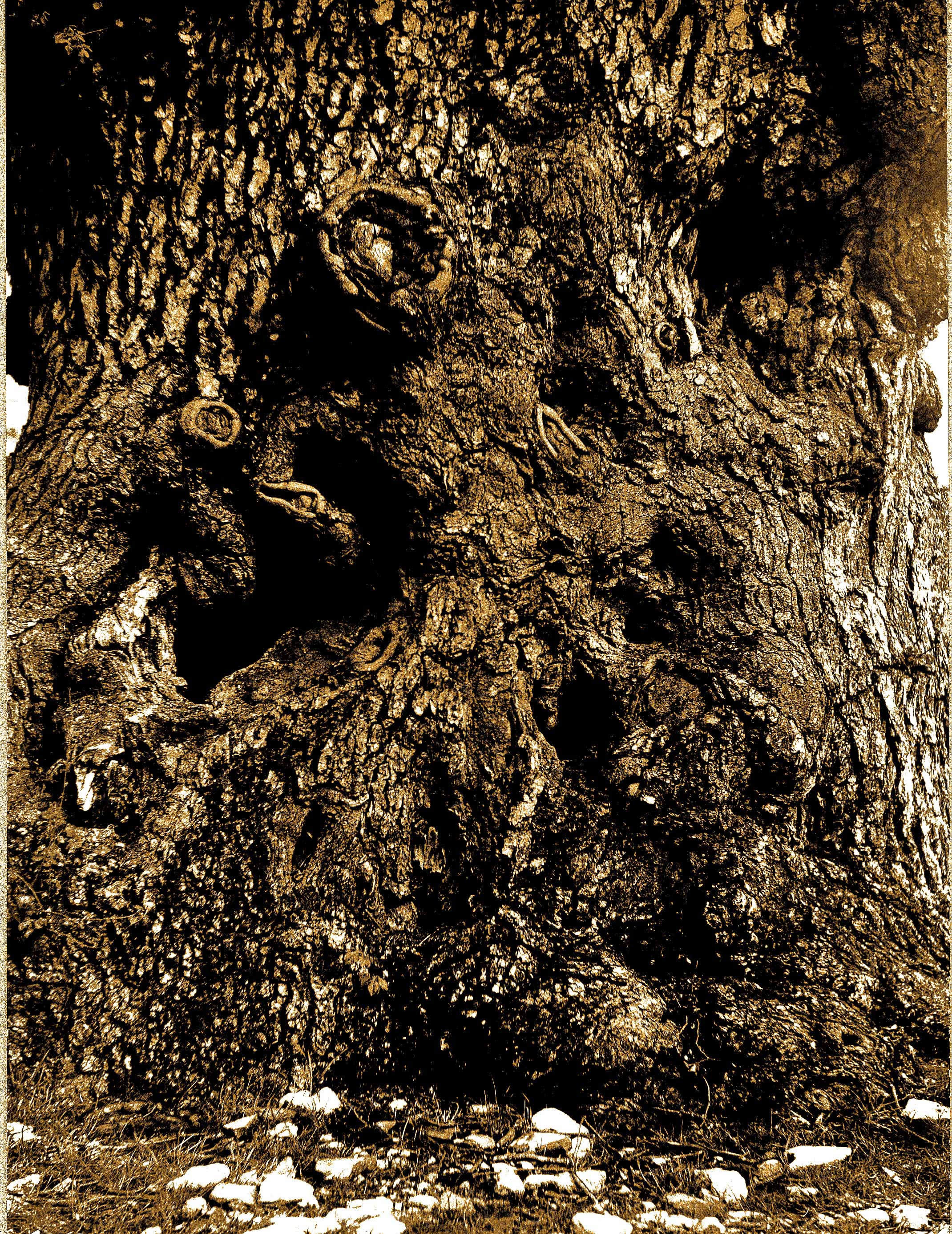 Tronco Arbol