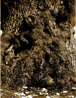 Tronco Arbol